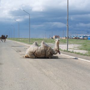 Kamelen onderweg