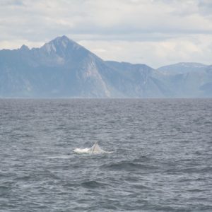 Walvissenrug Arctic Whale Tours